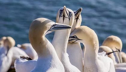 AYX体育-石油人整体实力明显增强，石油人出来了