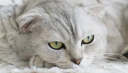 爱游戏体育（AYX）官方APP下载-国际热身赛国家队惨败 球迷反思战术问题，2021国际热身赛赛程