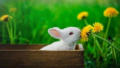 AYX官网-意甲“领头羊战役”：那不勒斯迎战拉齐奥，豪强决战时刻