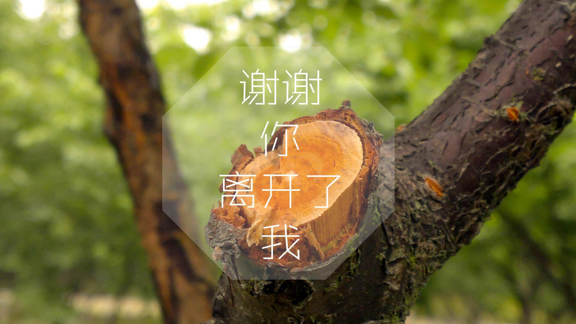 御风而行：风洞测试与空气动力学的奥秘，空气动力实验风洞分为