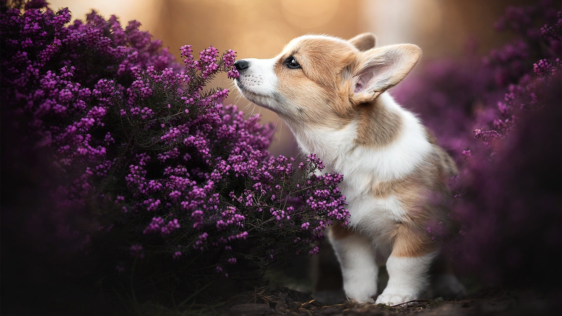 掘金二线队球员积极备战,掘金队内线