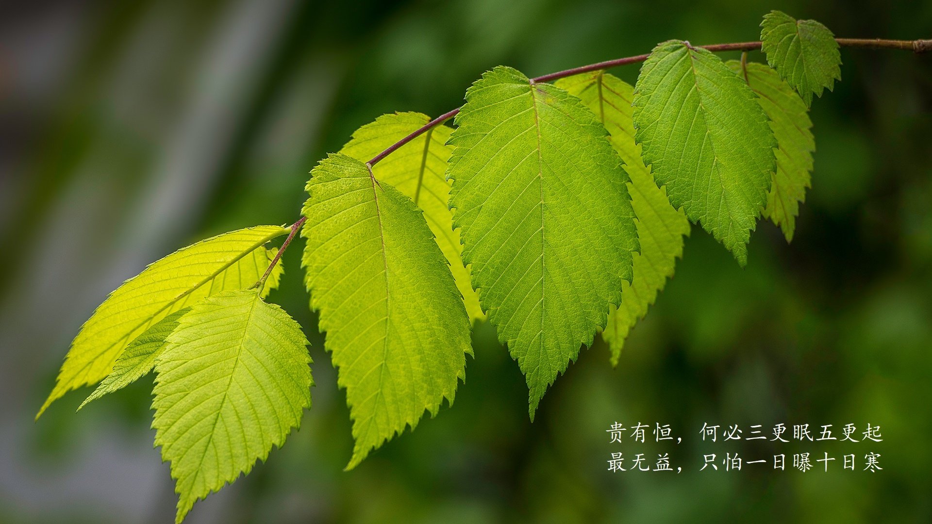 球员是否应在校园活动中承担导师角色，球员就应该在