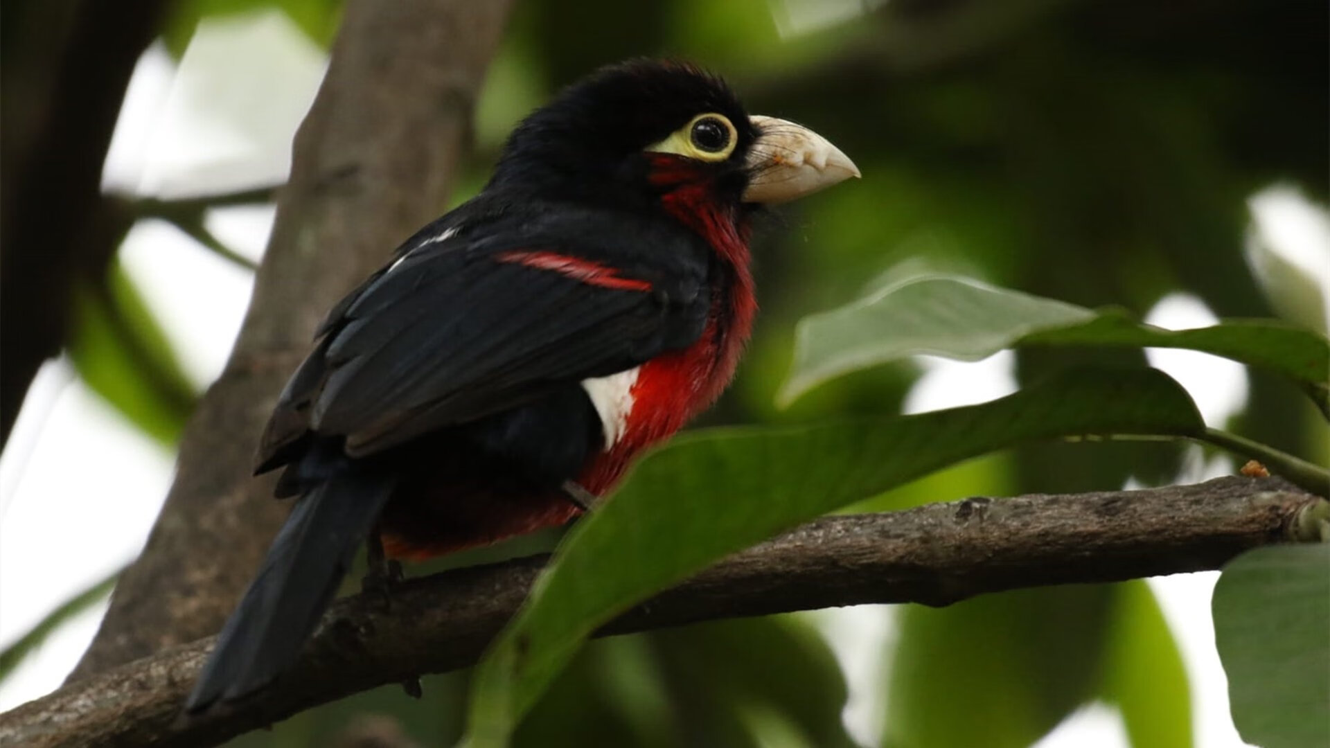 莎拉·查里在跆拳道-67公斤级比赛中获得铜牌，莎拉·查托