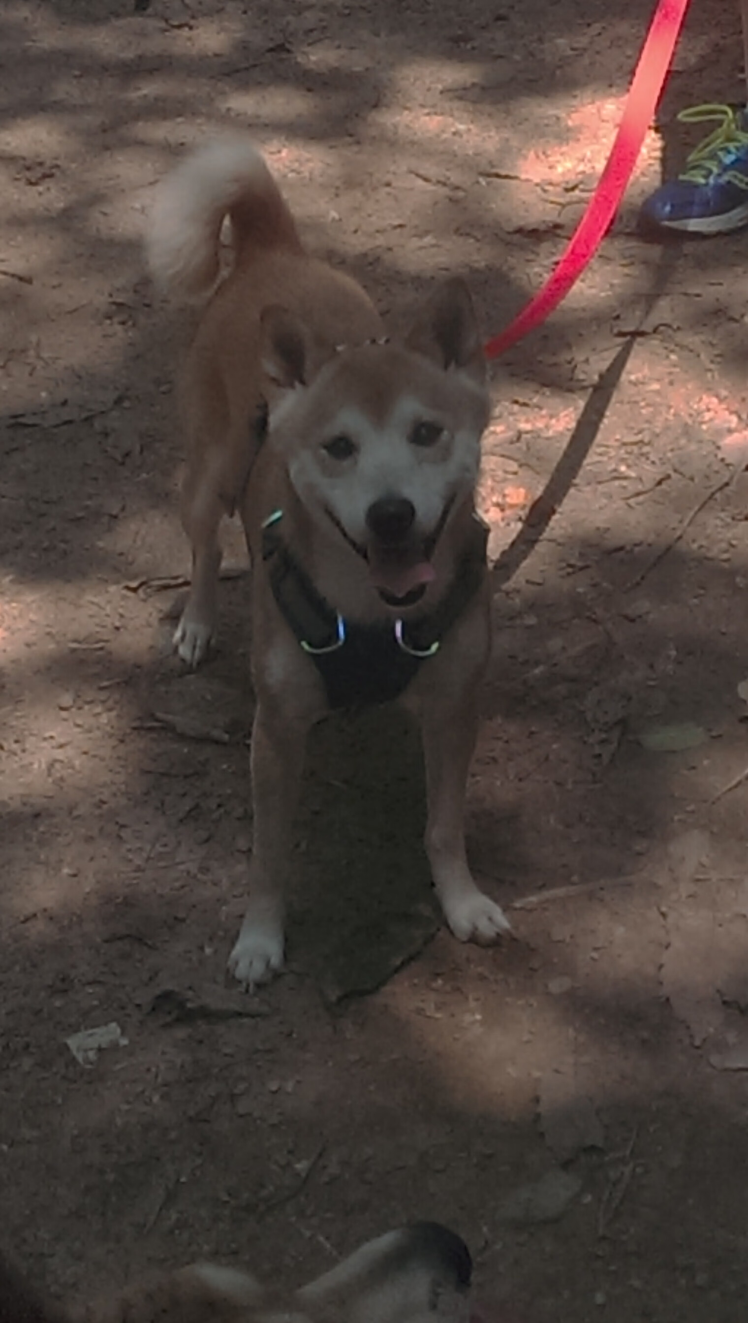 “舞动青春！金牛区城北体育馆，运动舞蹈选手们展现独特风采”