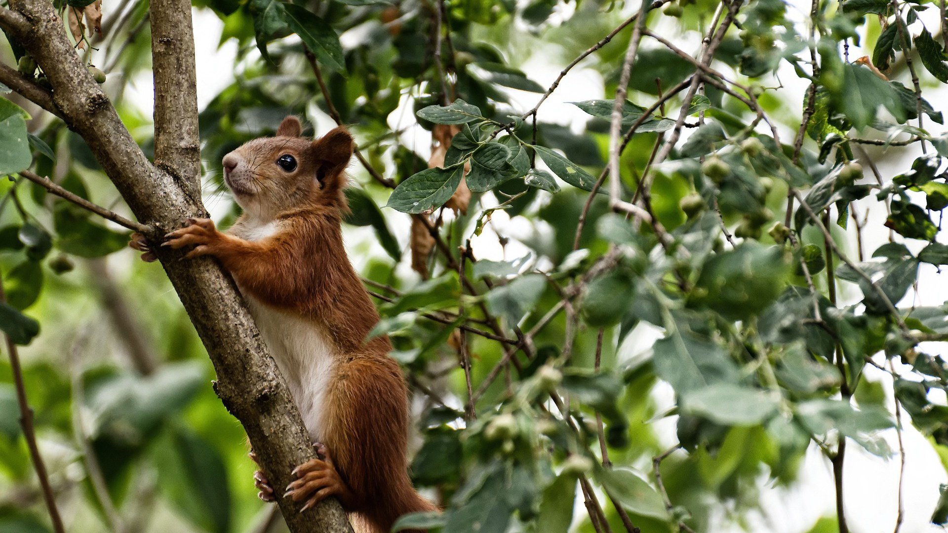 “短柄墙球：你不仅要快，还要聪明！高新区全民健身馆揭开比赛背后的战术秘密”