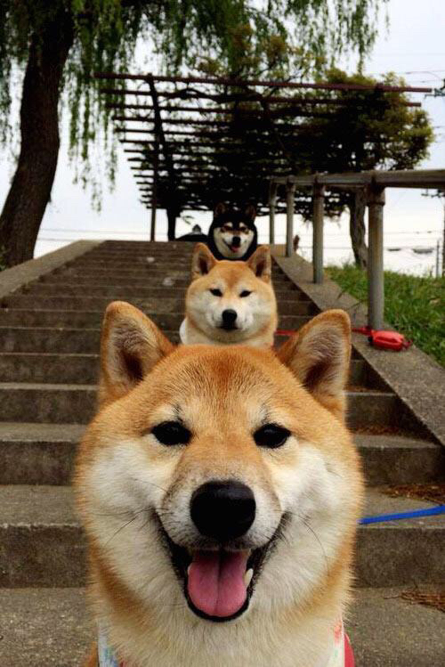 东亚杯中国队迎战 球迷关注度持续攀升，东亚杯参赛球队