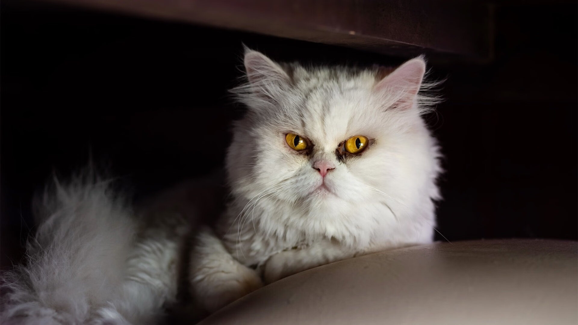 雷霆替补阵容打出强势表现冲击首发位置，雷霆现有阵容