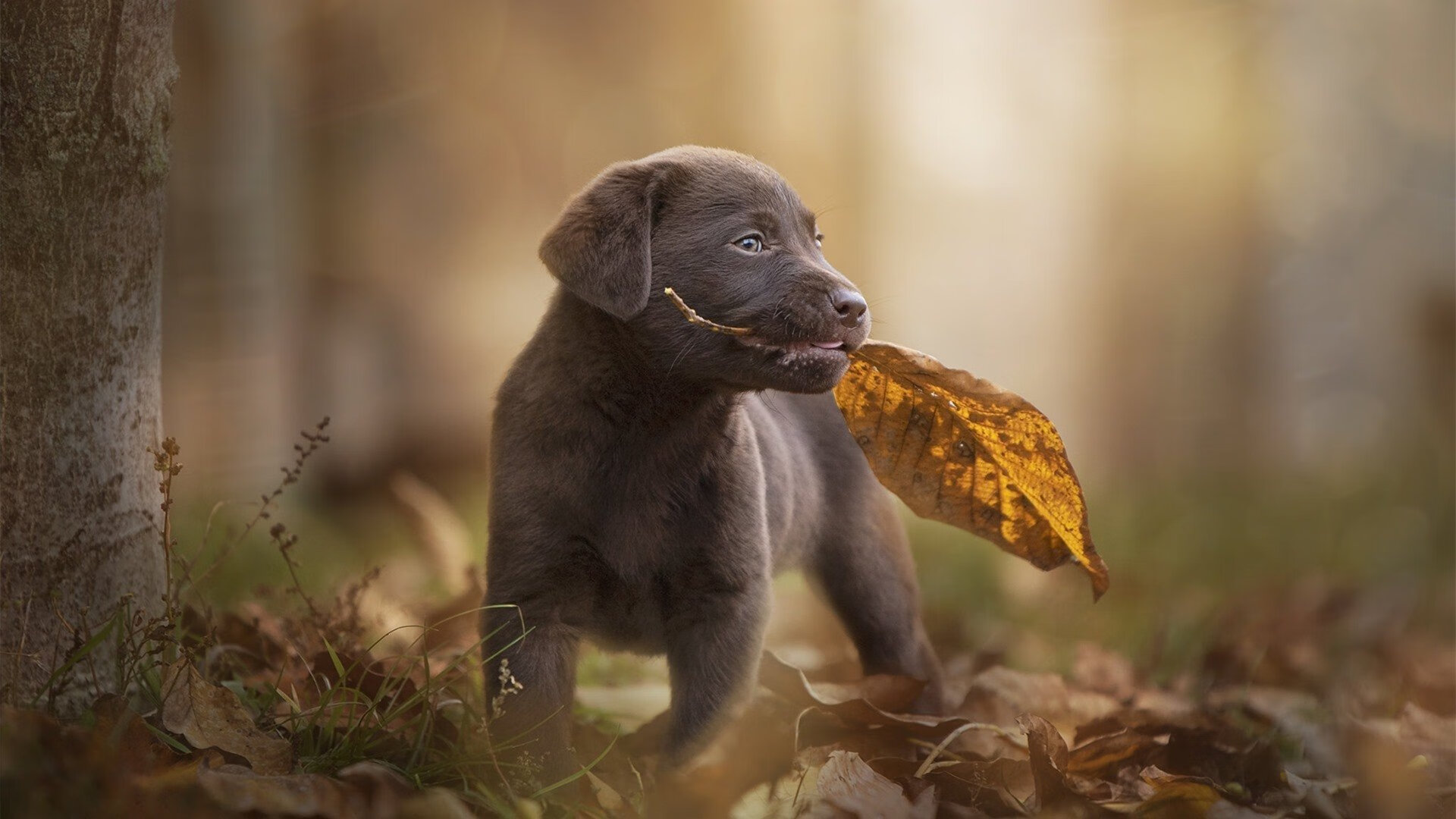 体育新闻中心启动体育多模态内容生态升级工程，体育新闻介绍